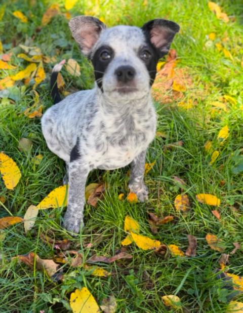 Mateo