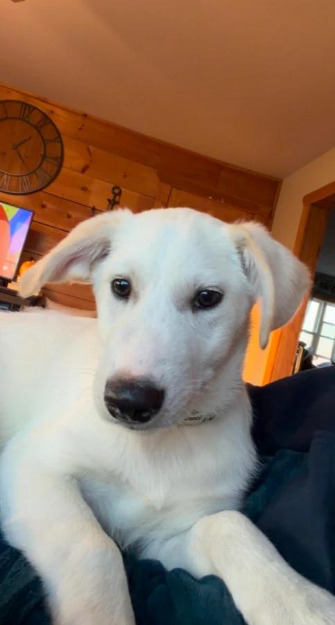 Olaf