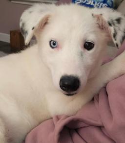Elsa