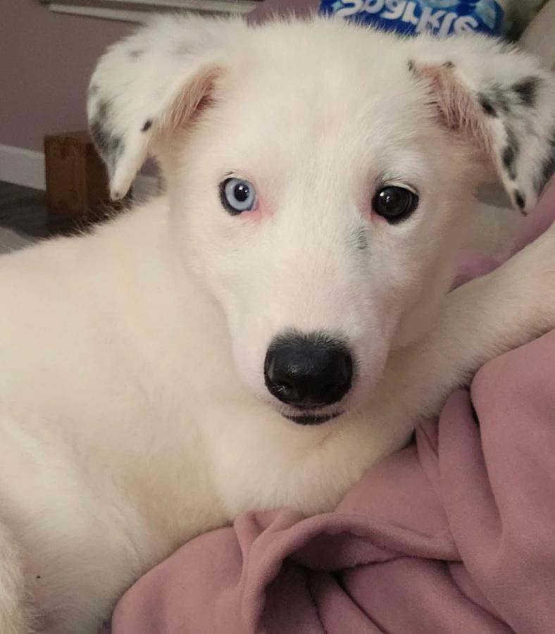 Elsa