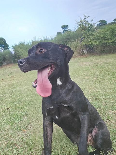 Scout