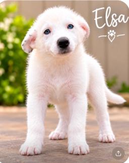 Elsa, image 2