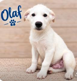 Olaf, image 2