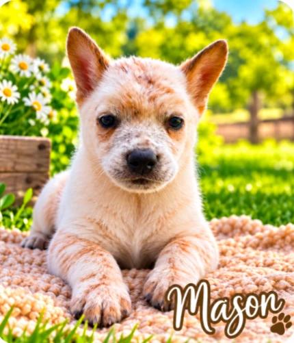 Mason