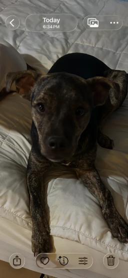 Maggie, image 5