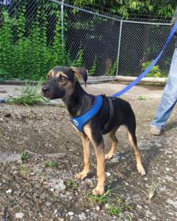 Other Dog, image 2