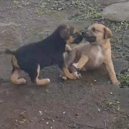 Other Dog, image 4
