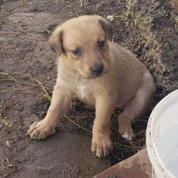 Dog, image 2