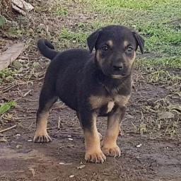 Other Dog, image 3