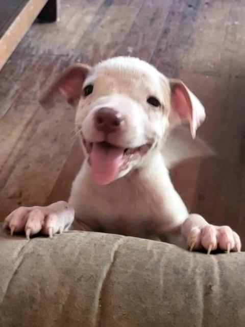 Dog