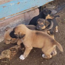 Dog, image 3