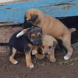 Dog, image 4