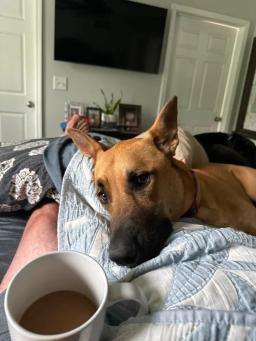 Biscuit, image 3