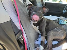 Darla, image 3