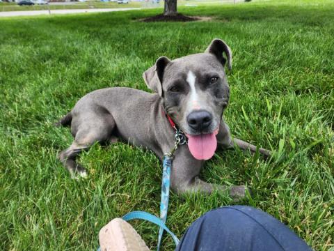 Holden aka Harlan