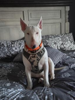 Bocephus