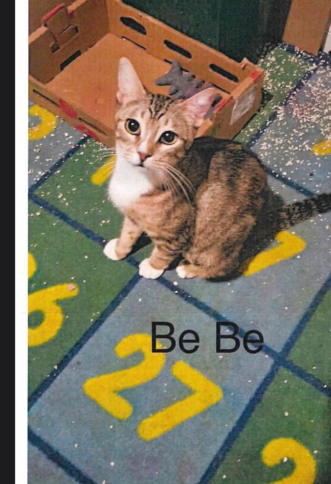 Bebe