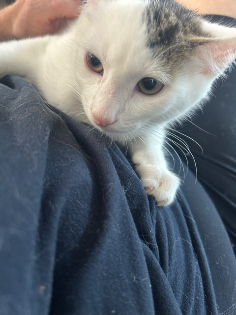 Jasper
