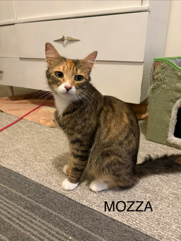 Doc (Mozza)