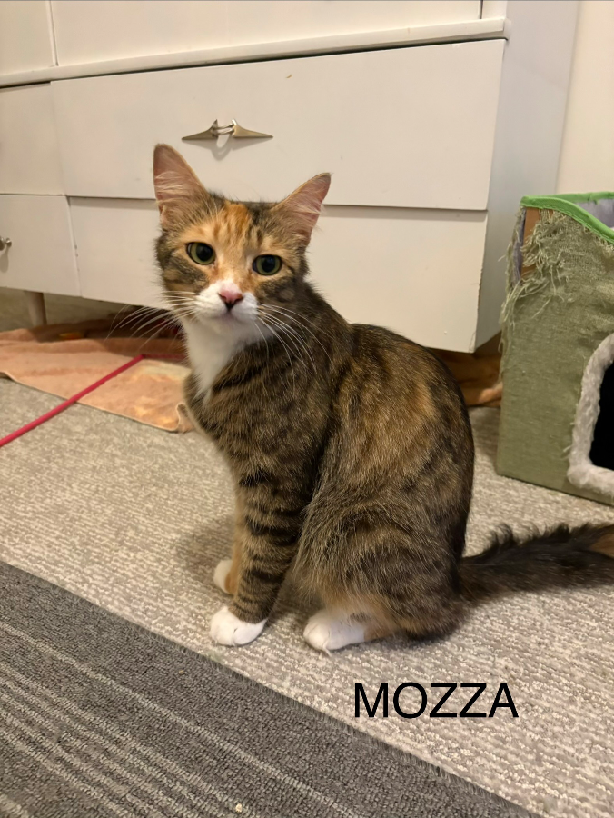 Doc (Mozza)