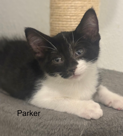 Parker
