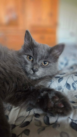 Slate 