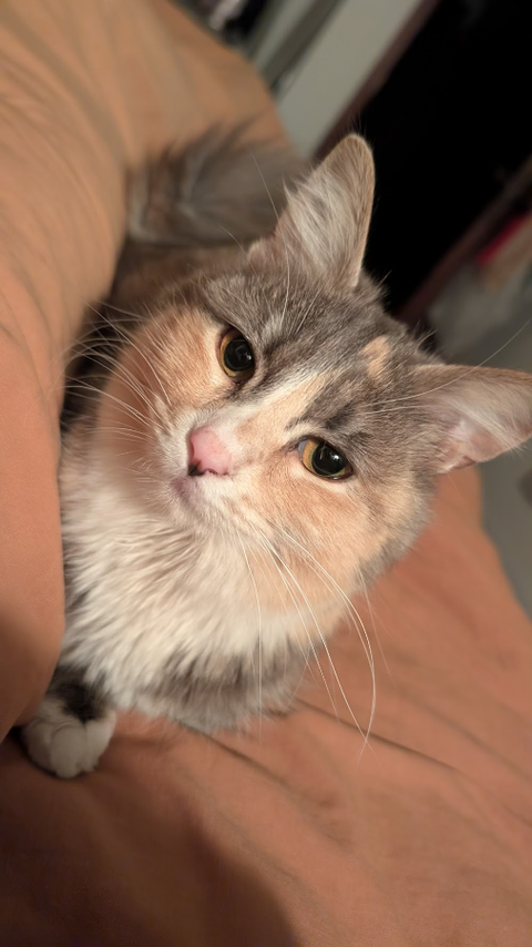 Emelia