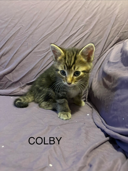 Bashful (Colby)