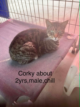 Corky