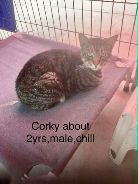 Corky