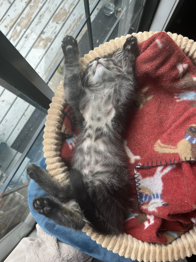 Rye