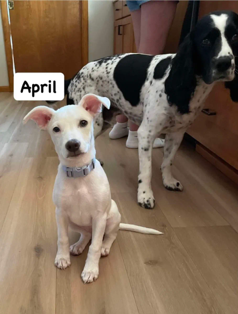 April