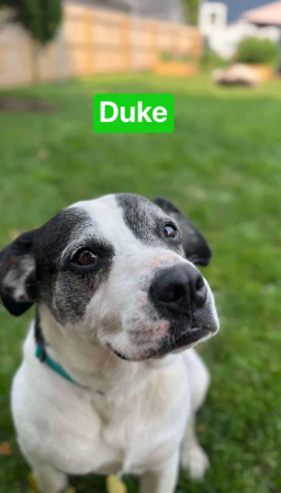 Duke