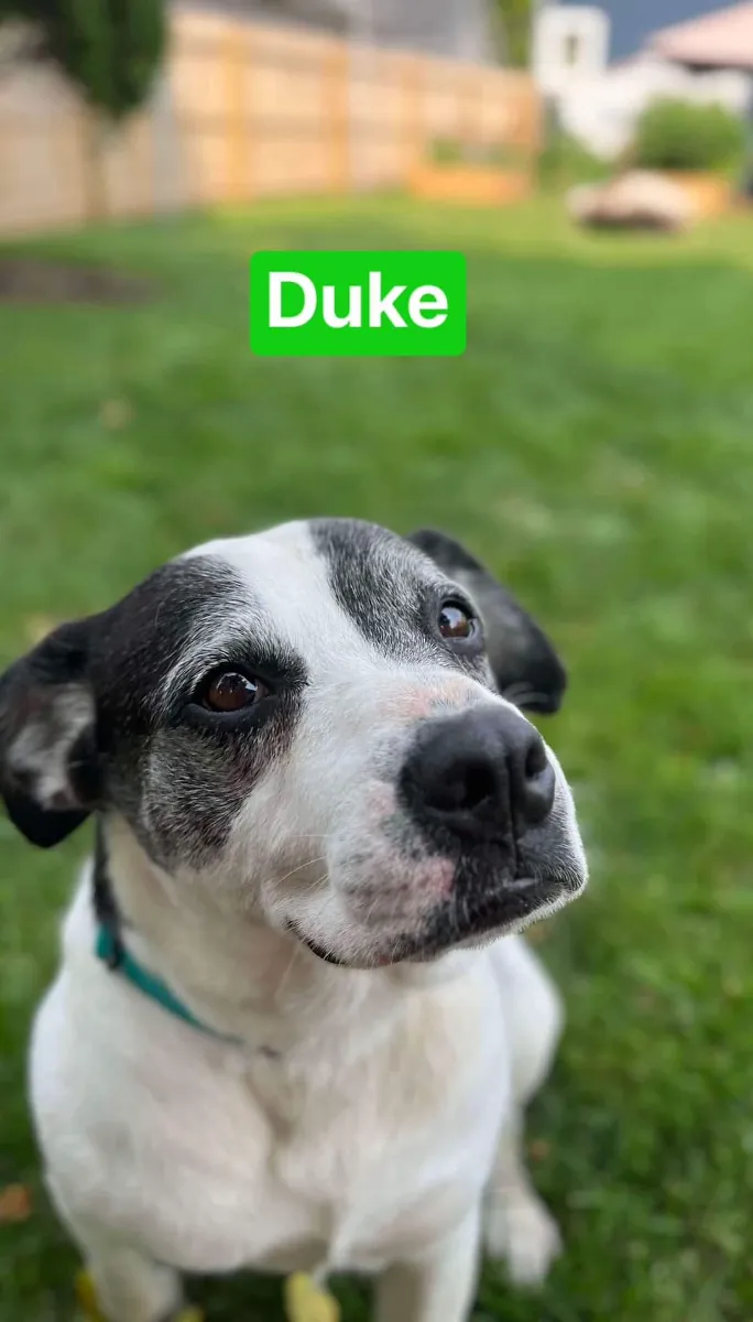 Duke