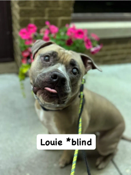 Louie