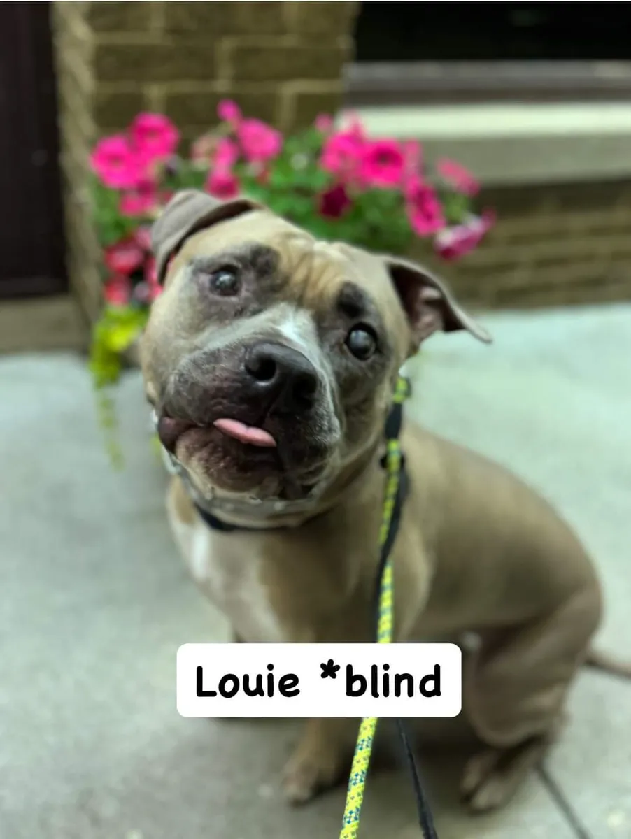 Louie