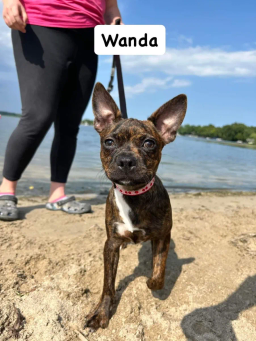 Wanda 