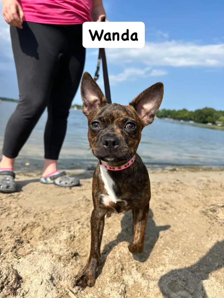 Wanda 