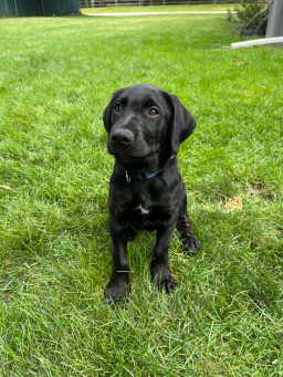Draco