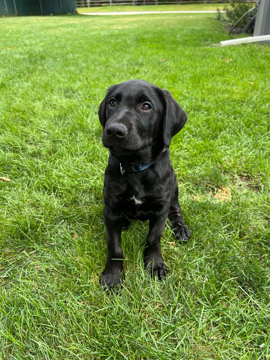 Draco