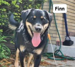 Finn