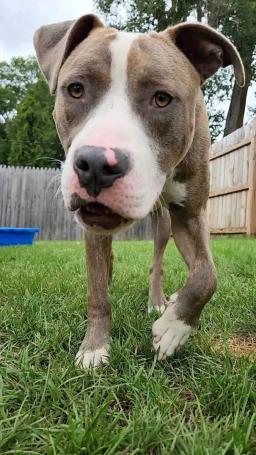 Kovu, image 2