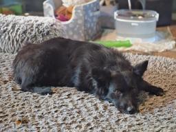 Bear, image 4