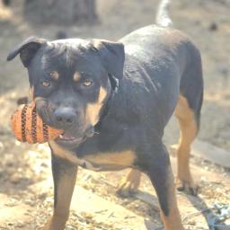 Rocky, image 2