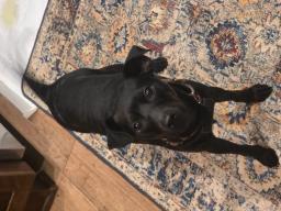 Rory, image 3
